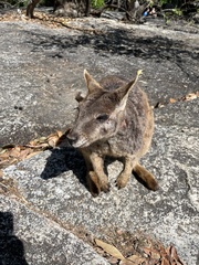 Petrogale mareeba