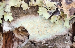 Lecanora strobilina