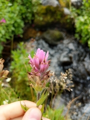 Castilleja rhexiifolia