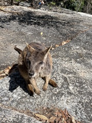 Petrogale mareeba
