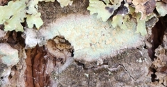 Lecanora strobilina