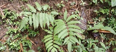Pteris setulosocostulata