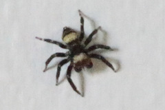 Thorelliola ensifera