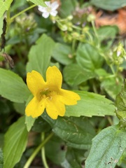Erythranthe dentata