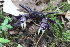 Sesarmops atrorubens