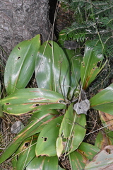 Clintonia borealis