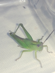 Mecostethus parapleurus