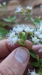 Ageratina herbacea
