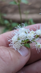 Ageratina herbacea