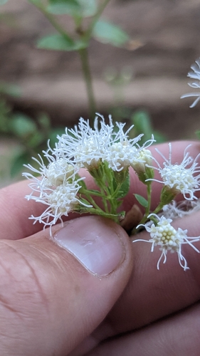 Image of Ageratina herbacea by (c) Darrin Gobble, some rights reserved (CC BY)