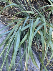 Leymus mollis