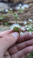 Ageratina herbacea