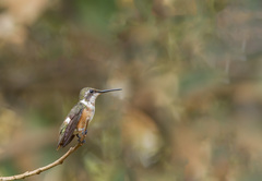Calliphlox amethystina