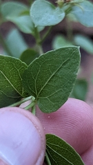 Ageratina herbacea