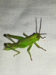 Mecostethus parapleurus