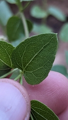 Ageratina herbacea