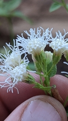 Ageratina herbacea
