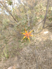Lambertia inermis