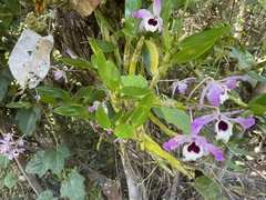 Dendrobium nobile