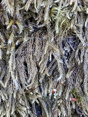 Hypnum circinale