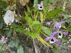 Dendrobium nobile