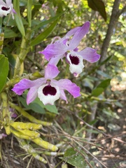 Dendrobium nobile