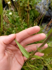 Castilleja rhexiifolia