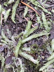 Plagiothecium undulatum