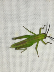 Mecostethus parapleurus