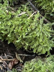 Pseudotaxiphyllum elegans