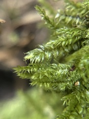 Pseudotaxiphyllum elegans