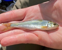 Luxilus chrysocephalus