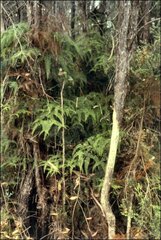 Gleichenia