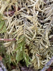Kindbergia oregana