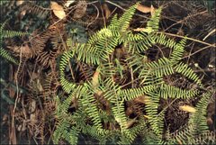 Gleichenia