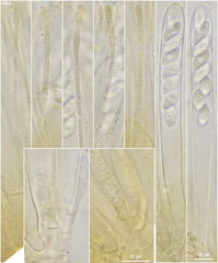 Lanzia luteovirescens