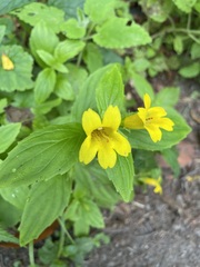 Erythranthe dentata