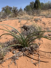 Toxicoscordion paniculatum