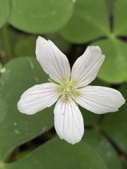Oxalis oregana