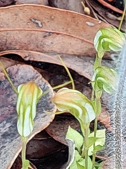 Pterostylis