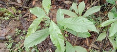 Dilleniaceae