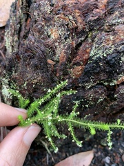 Dielsiodoxa lycopodioides