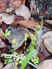 Pterostylis