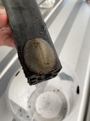 Triboniophorus graeffei