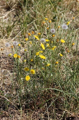 Crepis tectorum