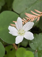 Oxalis oregana