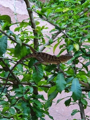 Calotes emma