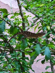 Calotes emma