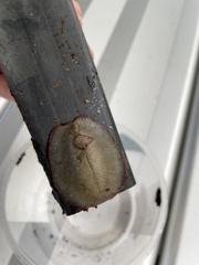 Triboniophorus graeffei