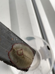 Triboniophorus graeffei